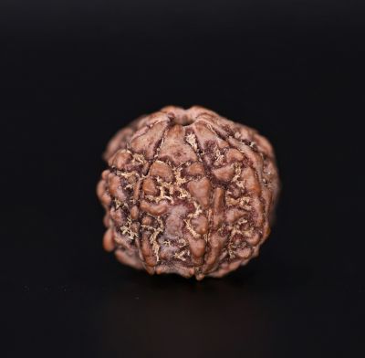 Rudraksha 7 Mukhi  Brown - 2.79 Gram Weight - Origin - Nepal