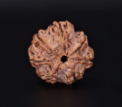 Rudraksha 7 Mukhi  Brown - 3.95 Gram Weight - Origin - Nepal