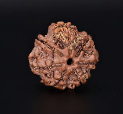 Rudraksha 7 Mukhi  Brown - 3.95 Gram Weight - Origin - Nepal