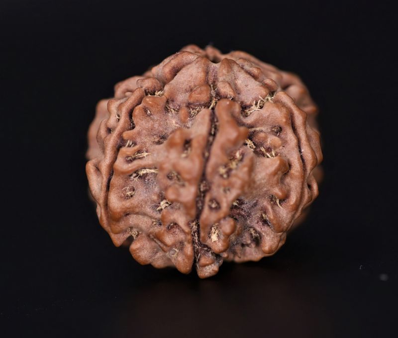 Rudraksha 7 Mukhi  Brown - 3.95 Gram Weight - Origin - Nepal
