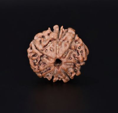 Rudraksha 7 Mukhi  Brown - 2.09 Gram Weight - Origin - Nepal
