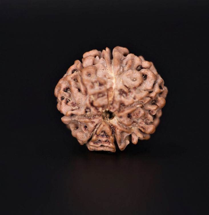 Rudraksha 7 Mukhi  Brown - 2.09 Gram Weight - Origin - Nepal