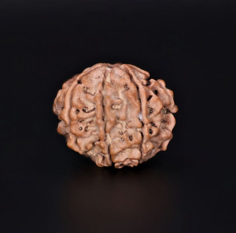 Rudraksha 7 Mukhi  Brown - 2.09 Gram Weight - Origin - Nepal