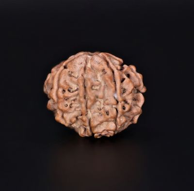 Rudraksha 7 Mukhi  Brown - 2.09 Gram Weight - Origin - Nepal