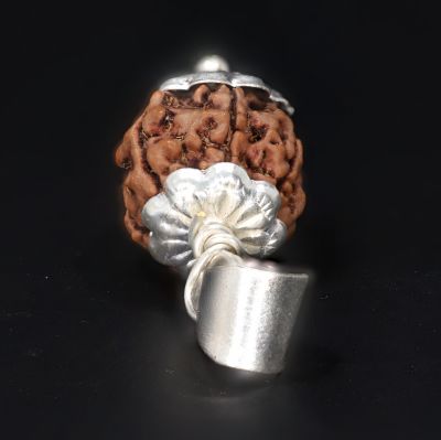 Natural 7 Mukhi Rudraksha Shanka- 3.70 Gram Weight - Origin - Nepal
