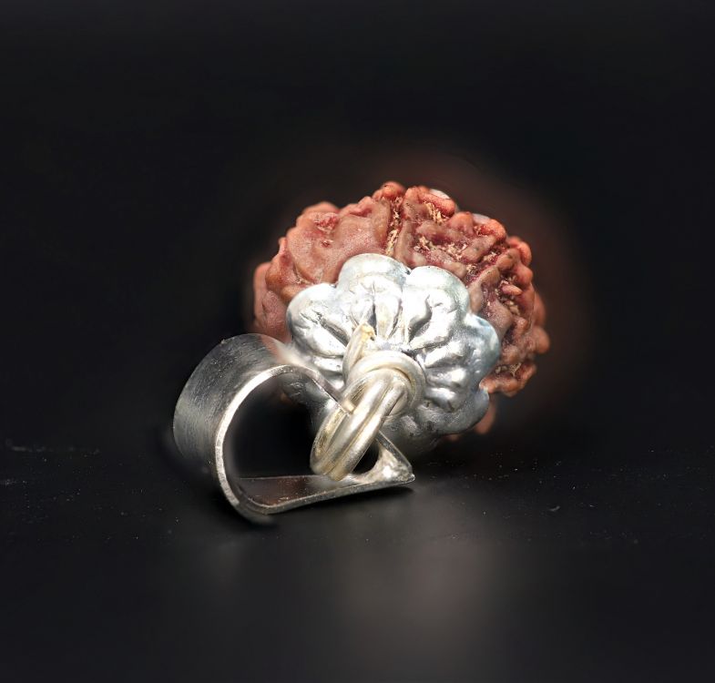 Natural 7 Mukhi Rudraksha Shanka- 3.33 Gram Weight - Origin - Nepal