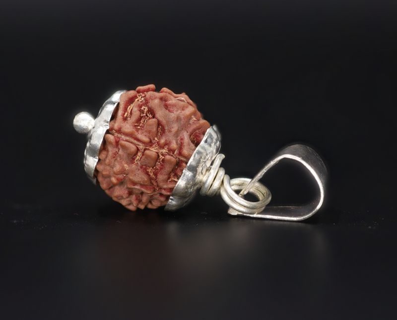 Natural 7 Mukhi Rudraksha Shanka- 3.33 Gram Weight - Origin - Nepal