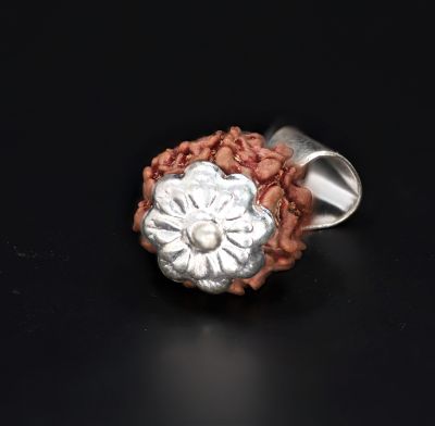Rudraksha 7 Mukhi  Brown - 3.41 Gram Weight - Origin - Nepal