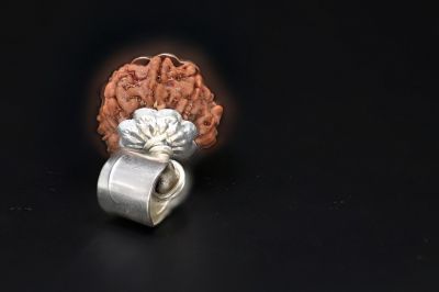 Rudraksha 7 Mukhi  Brown - 3.96 Gram Weight - Origin - Nepal