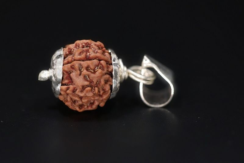 Rudraksha 7 Mukhi  Brown - 3.96 Gram Weight - Origin - Nepal