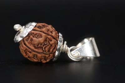 Rudraksha 7 Mukhi  Brown - 4.00 Gram  Weight - Origin - Nepal