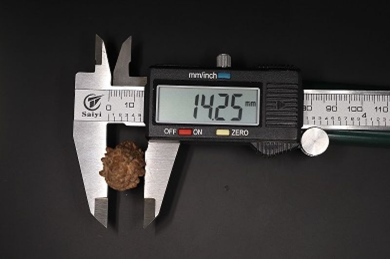Natural 1 Mukhi Rudraksha Shanka- 3.48 Gram Weight - Origin - Nepal