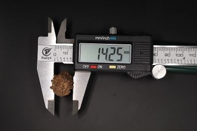 Natural 1 Mukhi Rudraksha Shanka- 3.48 Gram Weight - Origin - Nepal