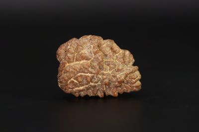 1 Mukhi Rudraksha - 2.1 Carat Weight - Origin - Nepal