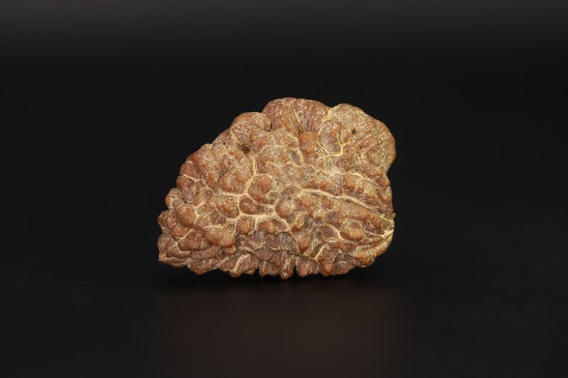1 Mukhi Rudraksha - 2.1 Carat Weight - Origin - Nepal