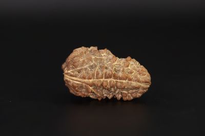 1 Mukhi Rudraksha - 2.1 Carat Weight - Origin - Nepal