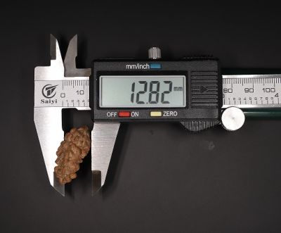 1 Mukhi Rudraksha - 2.1 Carat Weight - Origin - Nepal