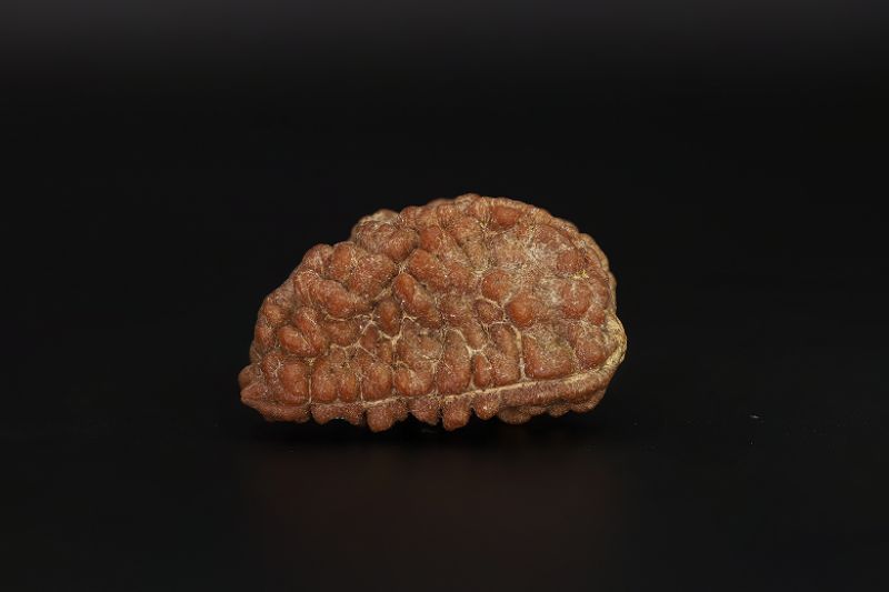 Rudraksha 1 Mukhi  Brown - 3.66 Gram Weight - Origin - Nepal