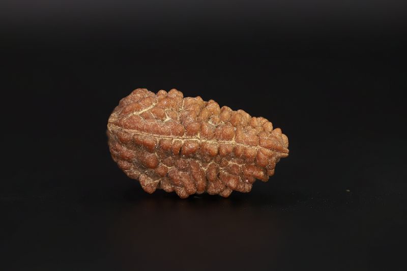 Rudraksha 1 Mukhi  Brown - 3.66 Gram Weight - Origin - Nepal