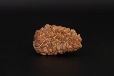 Rudraksha 1 Mukhi  Brown - 3.99 Gram Weight - Origin - Nepal