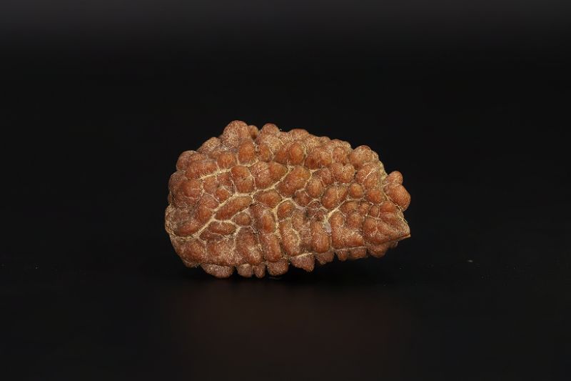 1 Mukhi Rudraksha - 3.73 Gram Weight - Origin - Nepal