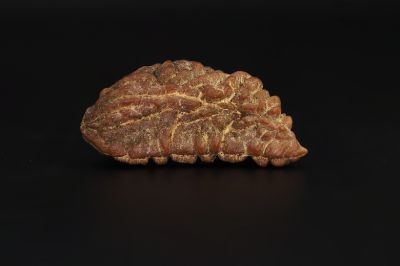 Natural 1 Mukhi Rudraksha Shanka- 3.78 Gram Weight - Origin - Nepal