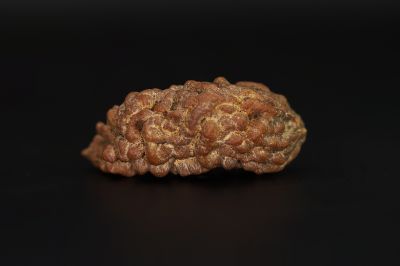Natural 1 Mukhi Rudraksha Shanka- 3.78 Gram Weight - Origin - Nepal