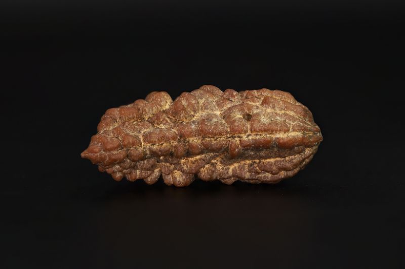 Natural 1 Mukhi Rudraksha Shanka- 3.78 Gram Weight - Origin - Nepal