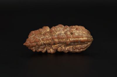 Natural 1 Mukhi Rudraksha Shanka- 3.78 Gram Weight - Origin - Nepal