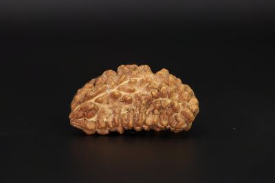 Natural 1 Mukhi Rudraksha Shanka- 3.73 Gram Weight - Origin - Nepal