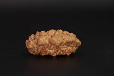 Natural 1 Mukhi Rudraksha Shanka- 3.73 Gram Weight - Origin - Nepal