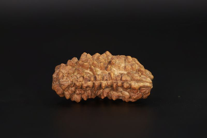 Natural 1 Mukhi Rudraksha Shanka- 3.73 Gram Weight - Origin - Nepal