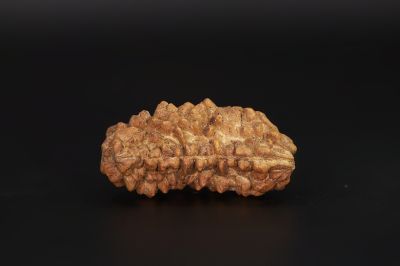 Natural 1 Mukhi Rudraksha Shanka- 3.73 Gram Weight - Origin - Nepal