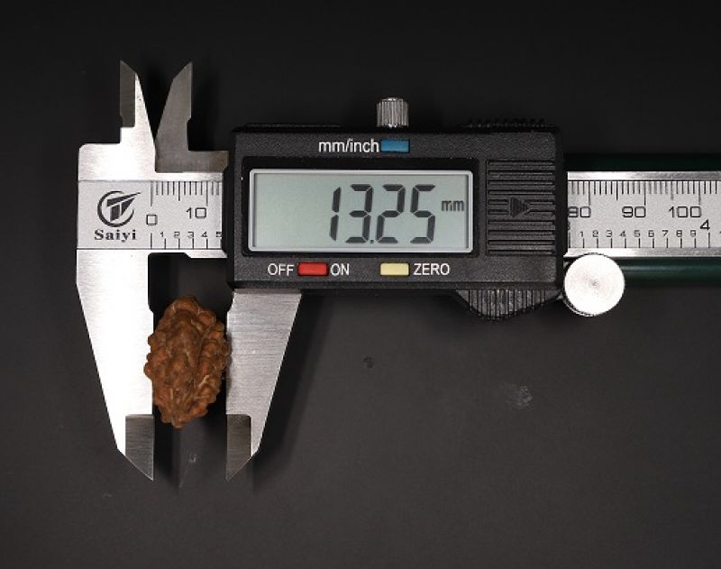 Natural 1 Mukhi Rudraksha Shanka- 3.73 Gram Weight - Origin - Nepal