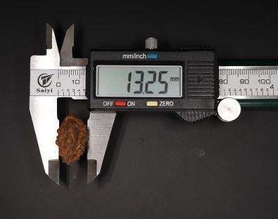 Natural 1 Mukhi Rudraksha Shanka- 3.73 Gram Weight - Origin - Nepal