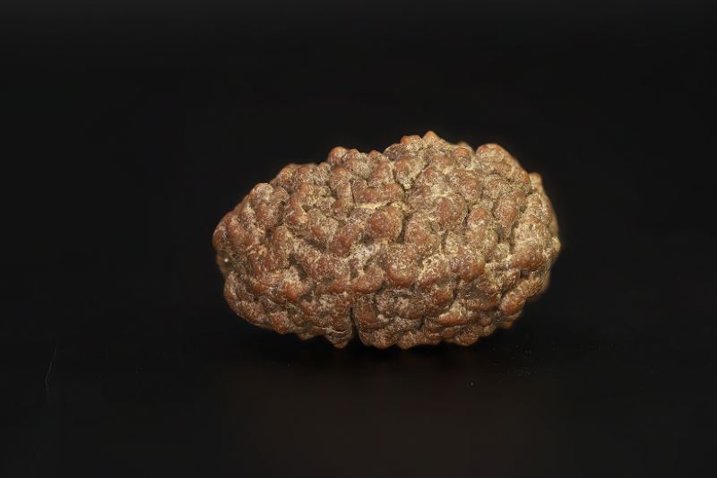 1 Mukhi Rudraksha - 3.52 Gram Weight - Origin - Nepal