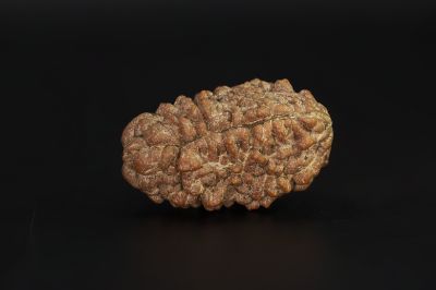 1 Mukhi Rudraksha - 3.52 Gram Weight - Origin - Nepal