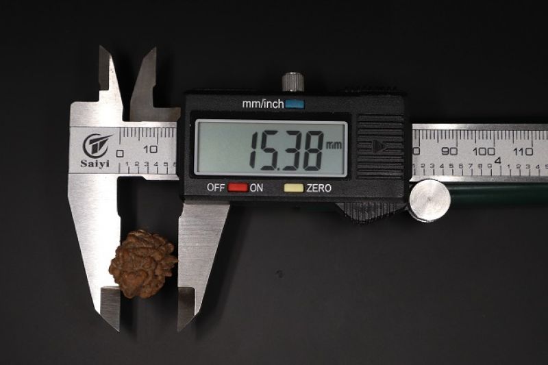 1 Mukhi Rudraksha - 3.52 Gram Weight - Origin - Nepal
