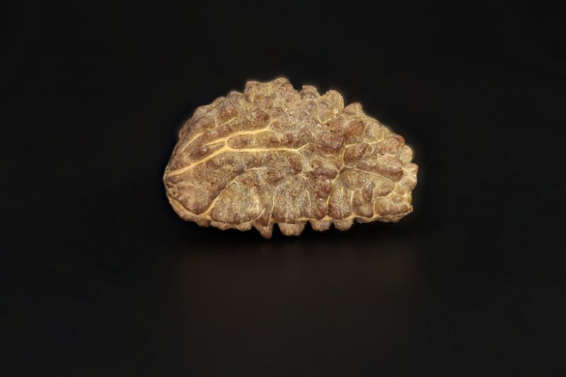 Rudraksha 1 Mukhi  Brown - 2.75 Gram Weight - Origin - Nepal