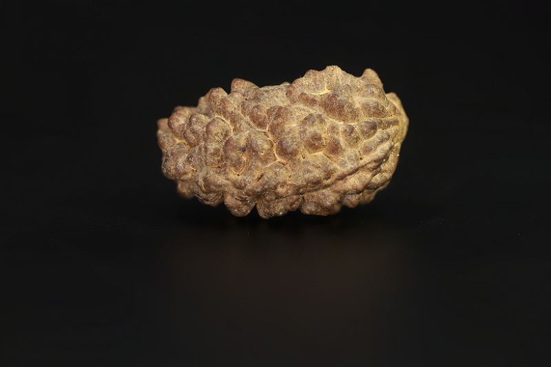 Rudraksha 1 Mukhi  Brown - 2.75 Gram Weight - Origin - Nepal