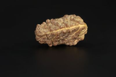 Rudraksha 1 Mukhi  Brown - 2.75 Gram Weight - Origin - Nepal