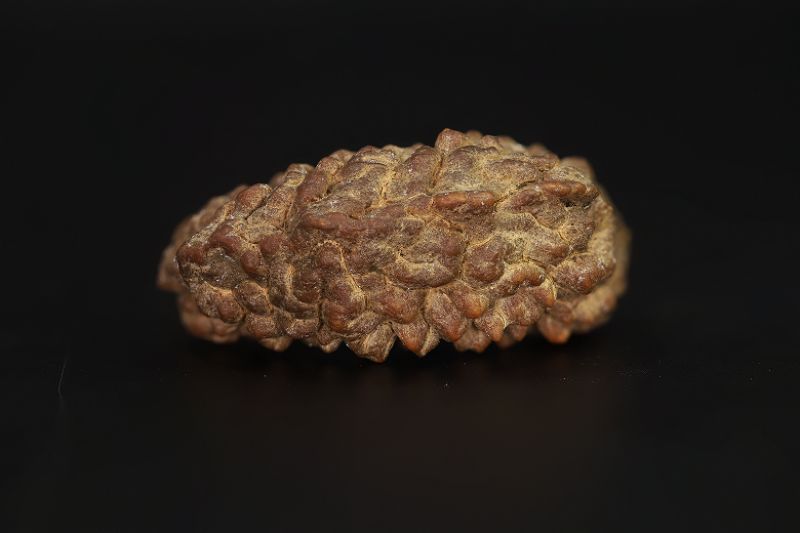 1 Mukhi Rudraksha - 3.16 Gram Weight - Origin - Nepal