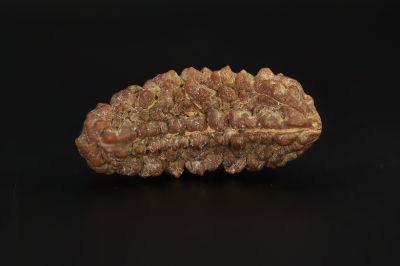 1 Mukhi Rudraksha - 3.16 Gram Weight - Origin - Nepal