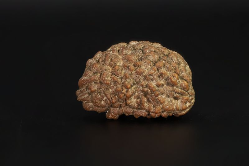 1 Mukhi Rudraksha - 2.95 Gram Weight - Origin - Nepal