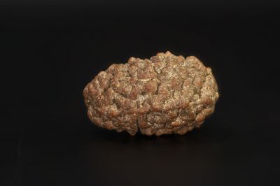 1 Mukhi Rudraksha - 2.95 Gram Weight - Origin - Nepal