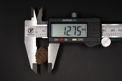 1 Mukhi Rudraksha - 2.95 Gram Weight - Origin - Nepal