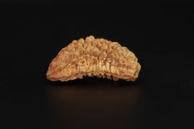 1 Mukhi Rudraksha - 2.27 Gram Weight - Origin - Nepal