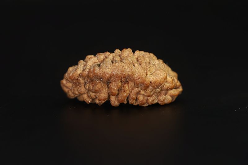 1 Mukhi Rudraksha - 2.27 Gram Weight - Origin - Nepal