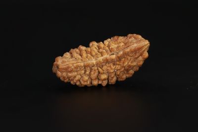 1 Mukhi Rudraksha - 2.27 Gram Weight - Origin - Nepal