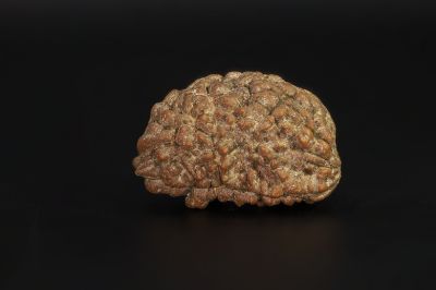 Rudraksha 1 Mukhi  Brown - 4.02 Gram Weight - Origin - Nepal